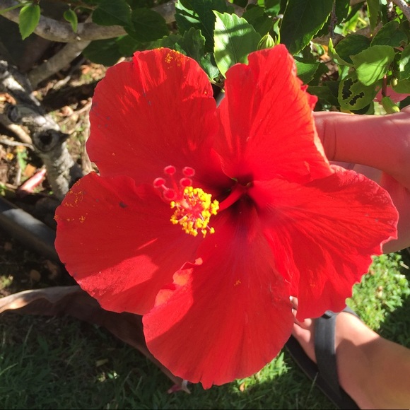 Meet your Posher, Marcy @Kahelelani 🌺 - Picture 1 of 7